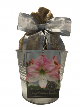 Amaryllis Holiday Growing Kit, Includes a Rustic Tin Pot, Cherry Blossom Bulb, and Growing Medium